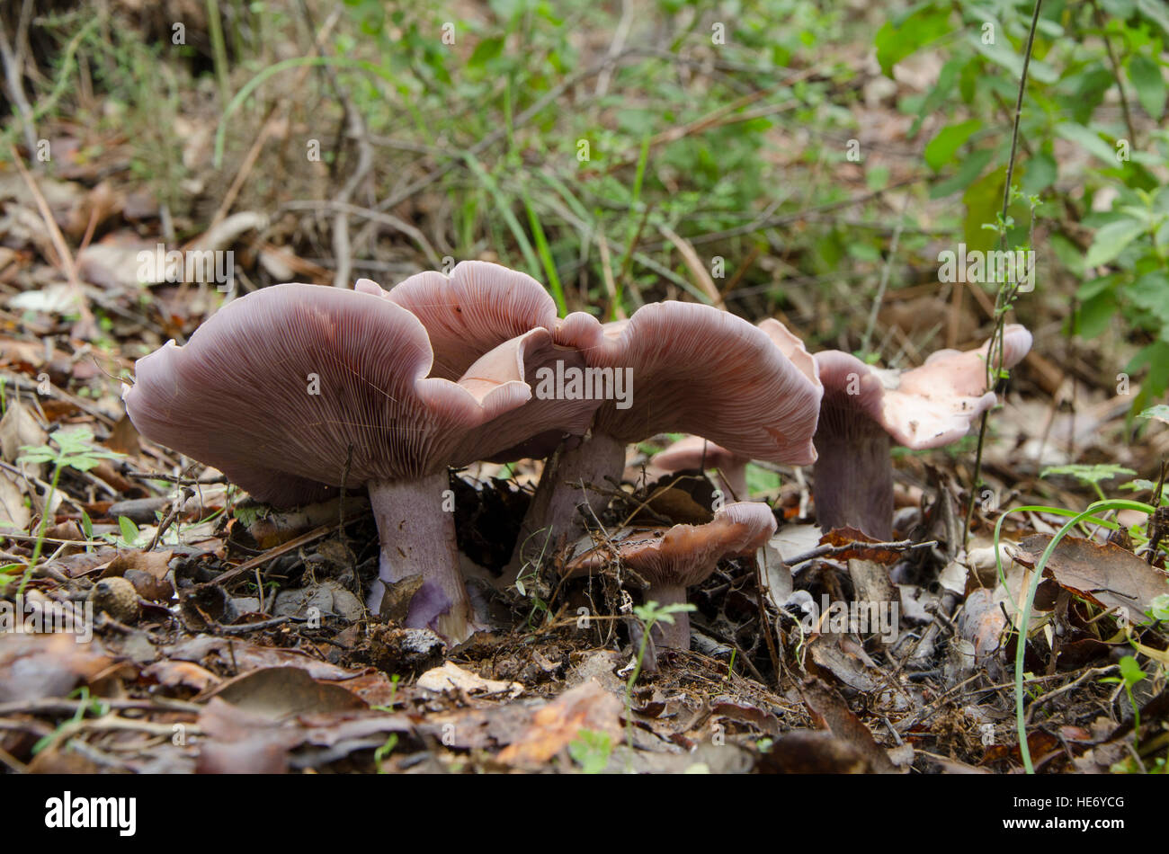 Wood blewit, Lepista nuda, Wood Blewit edible mushroom growing in forest, Spain. Stock Photo