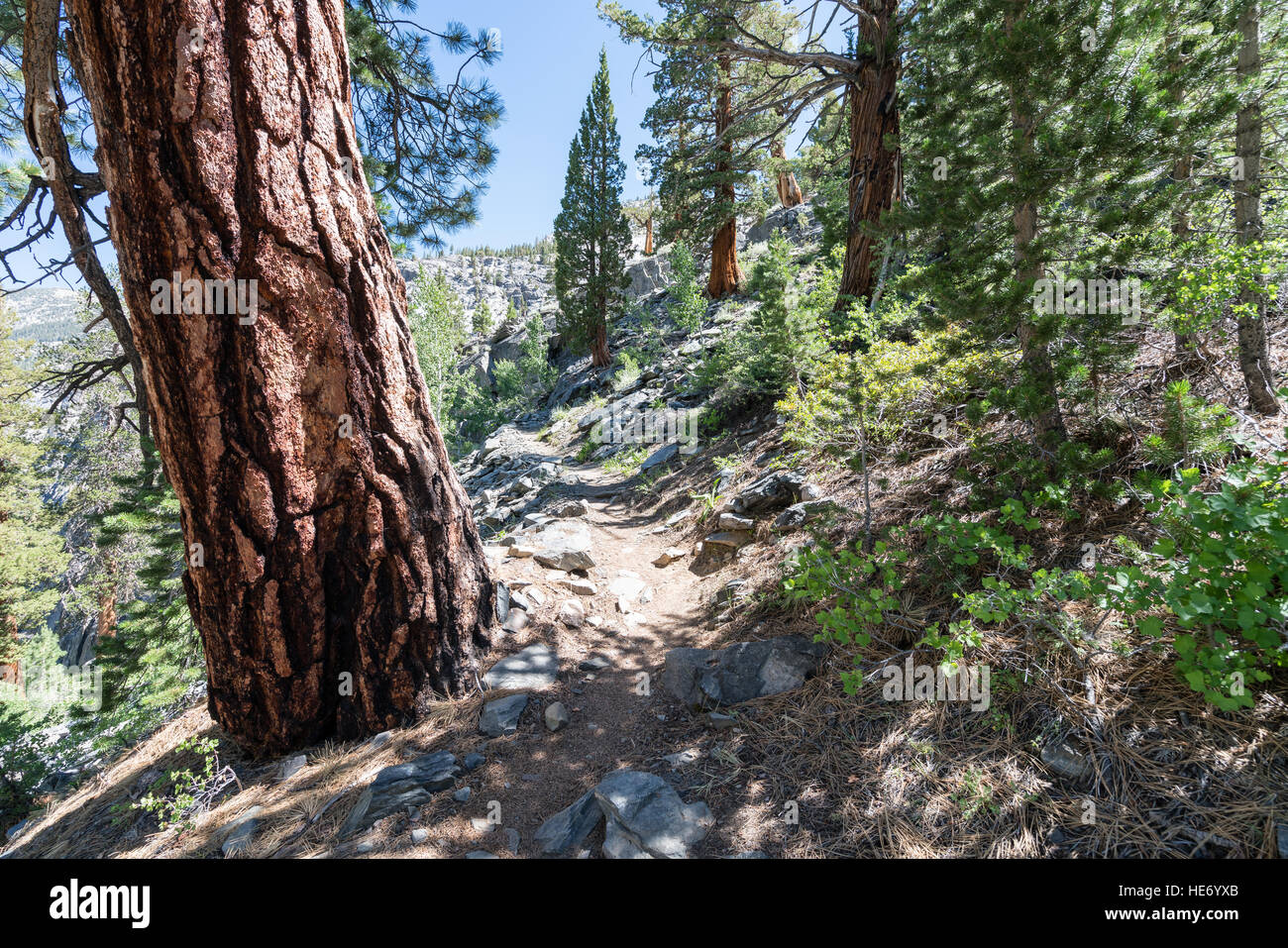 On John Muir Tail, Kings Canyon National Park, California, United States of America, North America Stock Photo