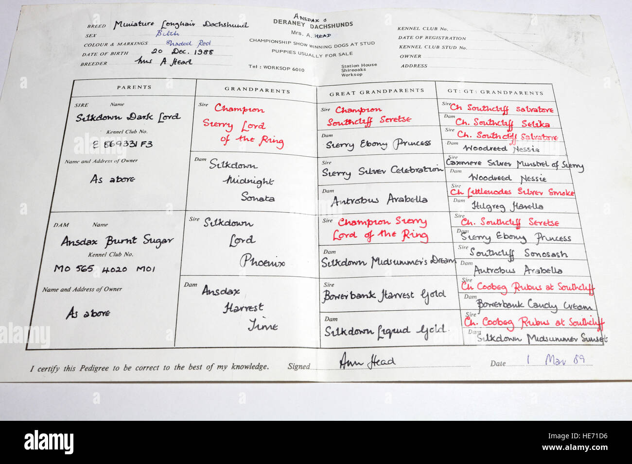 Dog breed pedigree chart Stock Photo Alamy