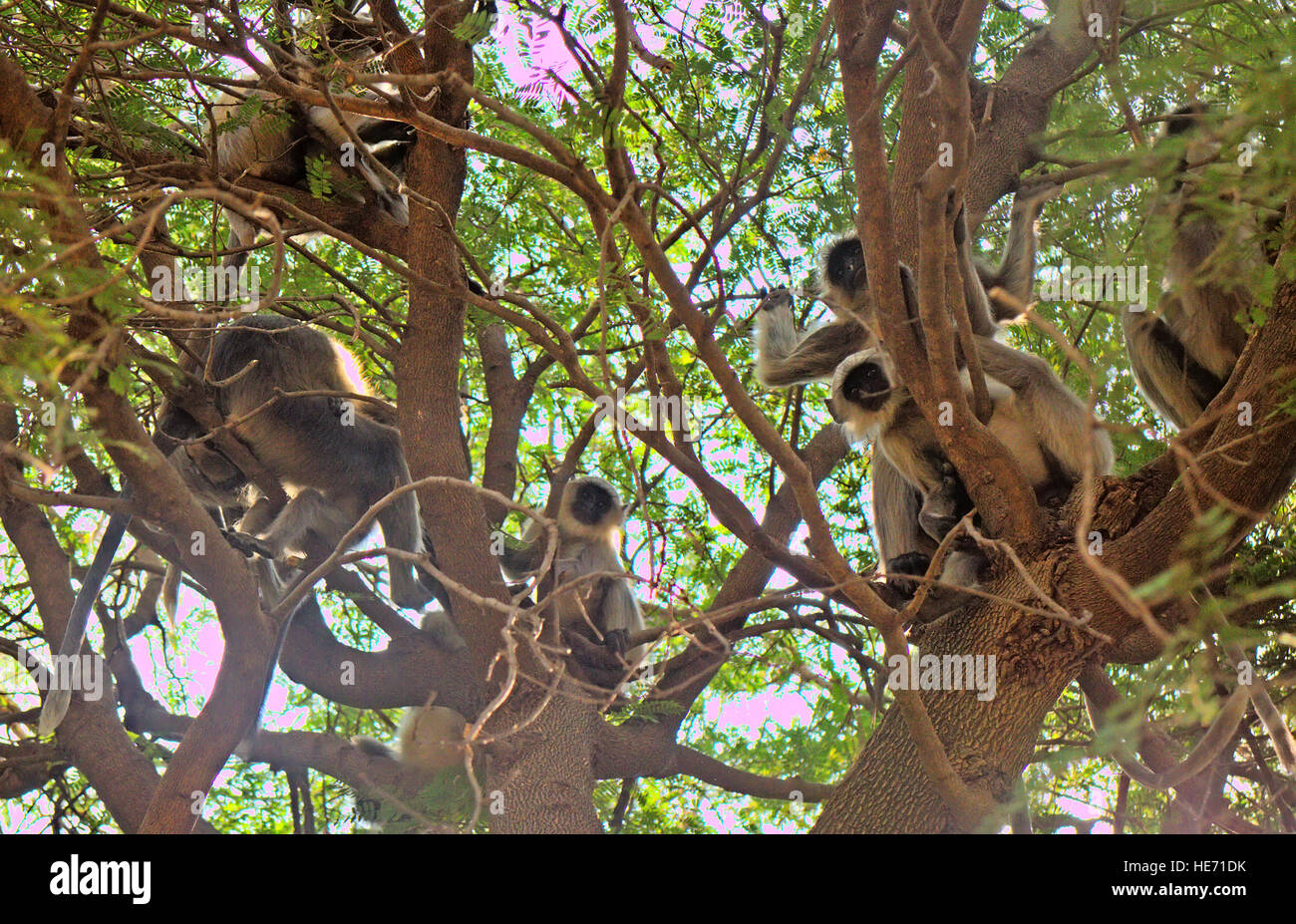 Flying soldiers of monkey God Hanuman 1. Bunch of monkeys (entellus langur, hanuman langur, Presbytis entellus) got the branchy tree Stock Photo