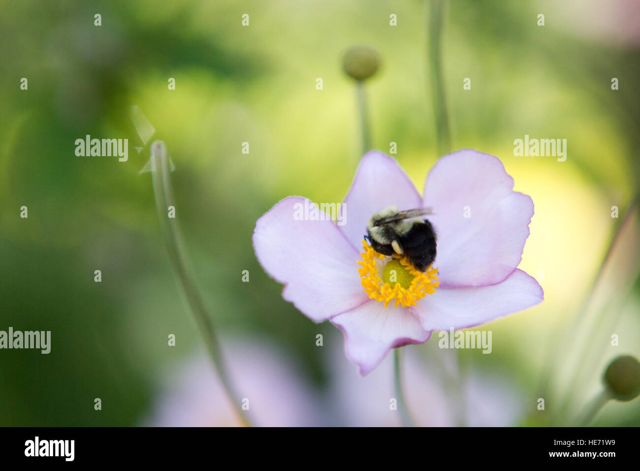 Bumble bee on a pink anemone flower bud Stock Photo