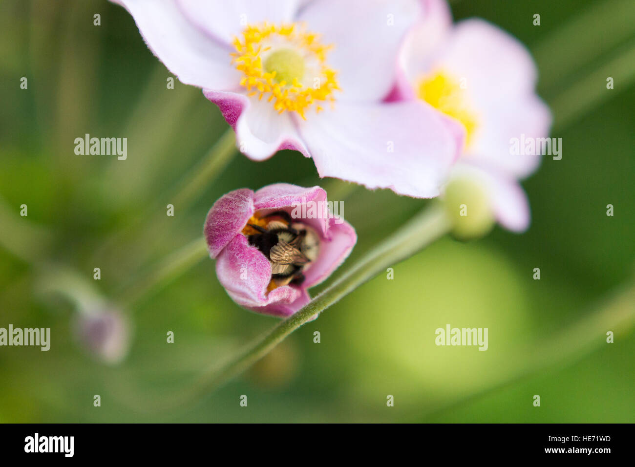 Bumble bee inside of a pink anemone flower bud Stock Photo