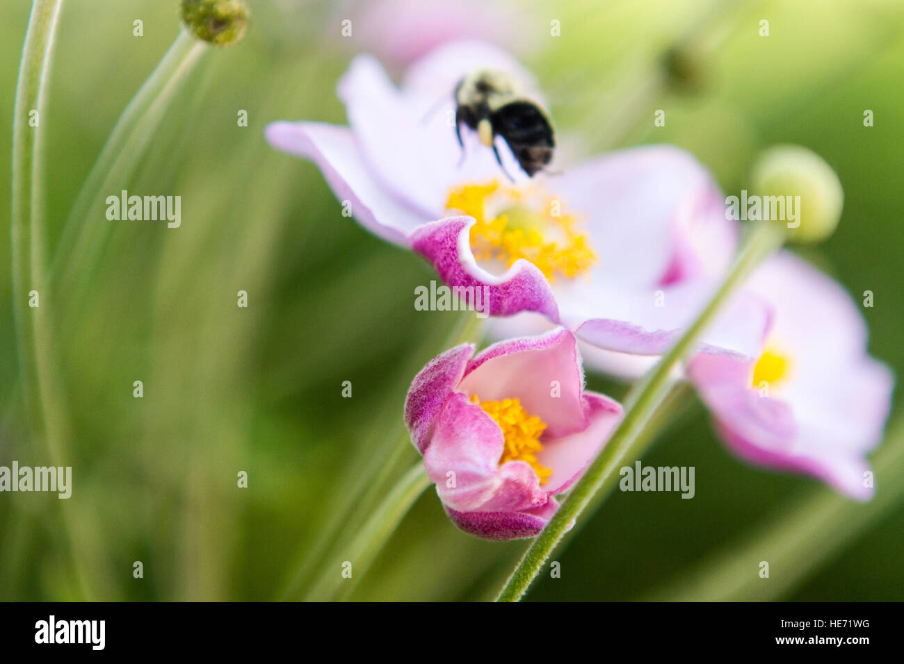 Bumble bee flying away from pink anemone flower bud Stock Photo