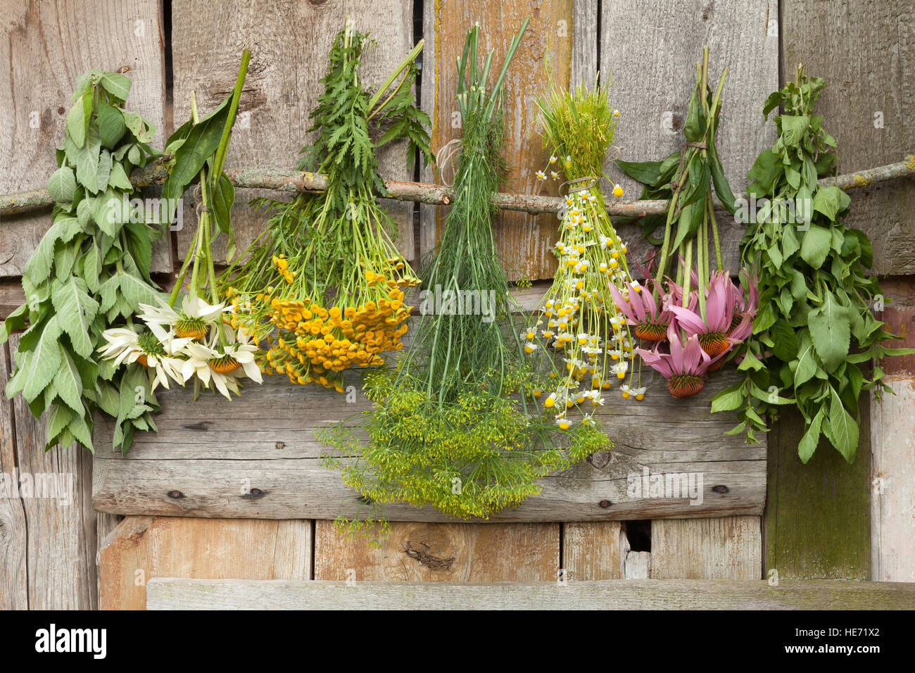 Drying medical herbs : echinacea,melissa,chamomile,dill and tutsan. Stock Photo