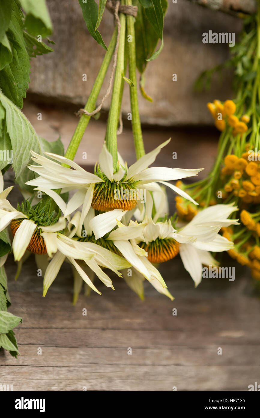 Drying echinacea flowers in a shadow Stock Photo