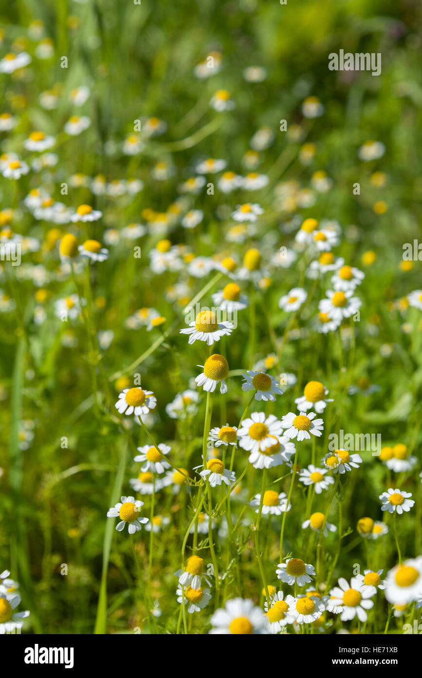 Image of chamomile in a summer meadow. Stock Photo