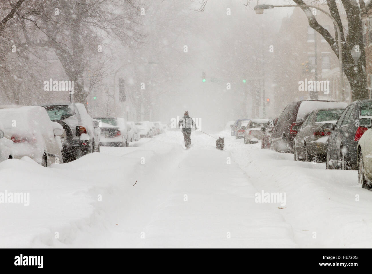 Blizzard in Chicago with snow filled street and single person walking  their dog during snow storm Stock Photo