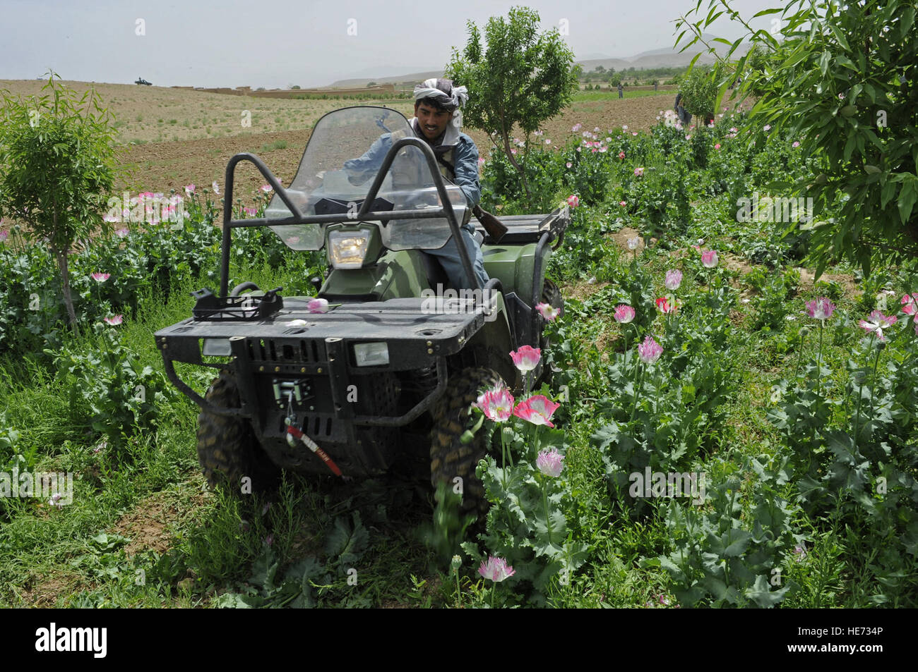 Opium poppy field destruction hi-res stock photography and images - Alamy