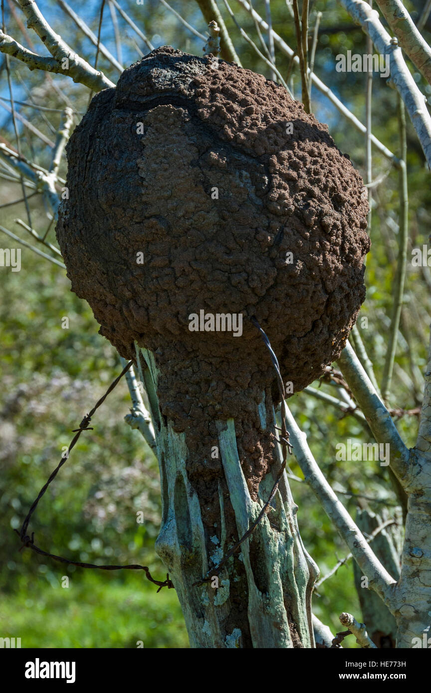 An arboreal termite nest in a fence post in the Southeast region of Brazil. Stock Photo