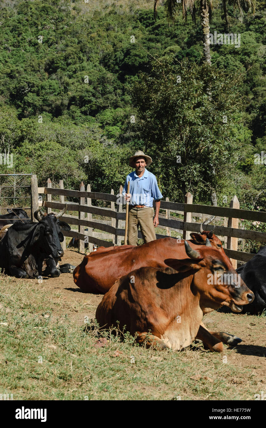 A Brazilian cattle rancher stands among his cattle in a small farm in Minas Gerais, Brazil. Stock Photo