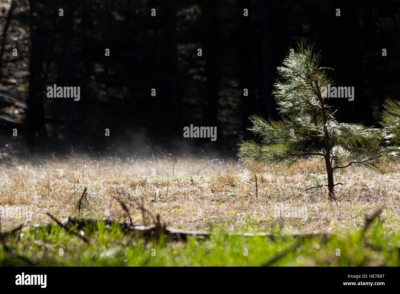 A young ponderosa pine tree growing in a grassy meadow as fog lifts from the wet grasses. Coconino National Forest, Arizona Stock Photo