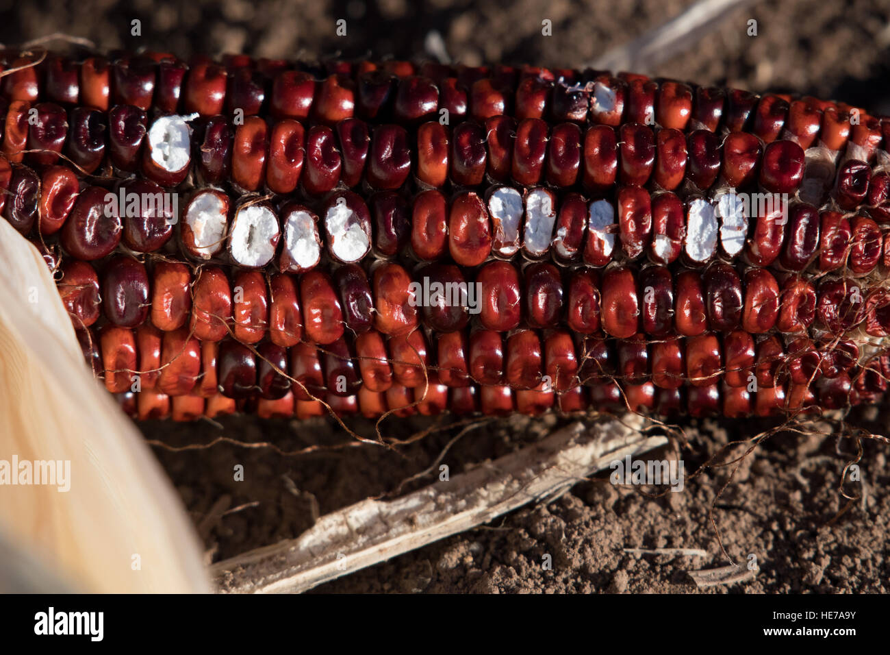Ear of Corn, (Zea mays), thats been partially eaten by a Sandhill Crane.  Los Poblanos Fields Open Space, Albuquerque, New Mex. Stock Photo