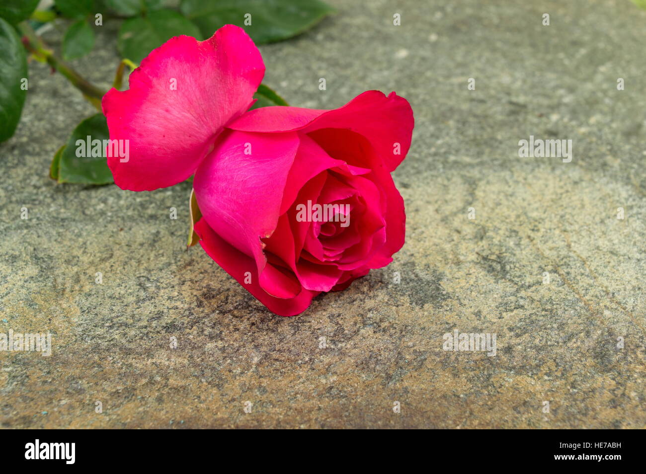 Abstract rock red rose hi-res stock photography and images - Alamy