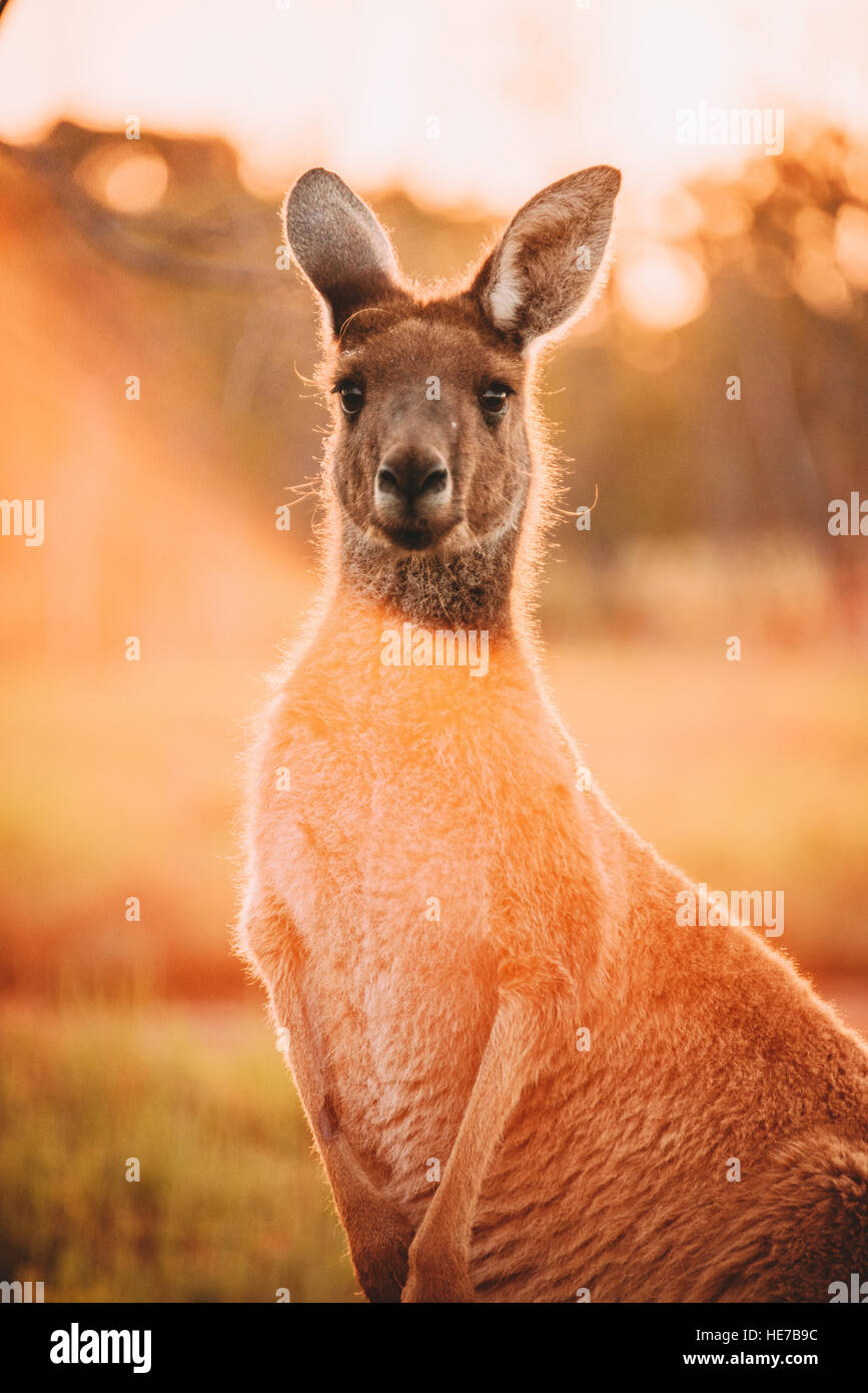 Kangaroo island kangaroos hires stock photography and images Alamy