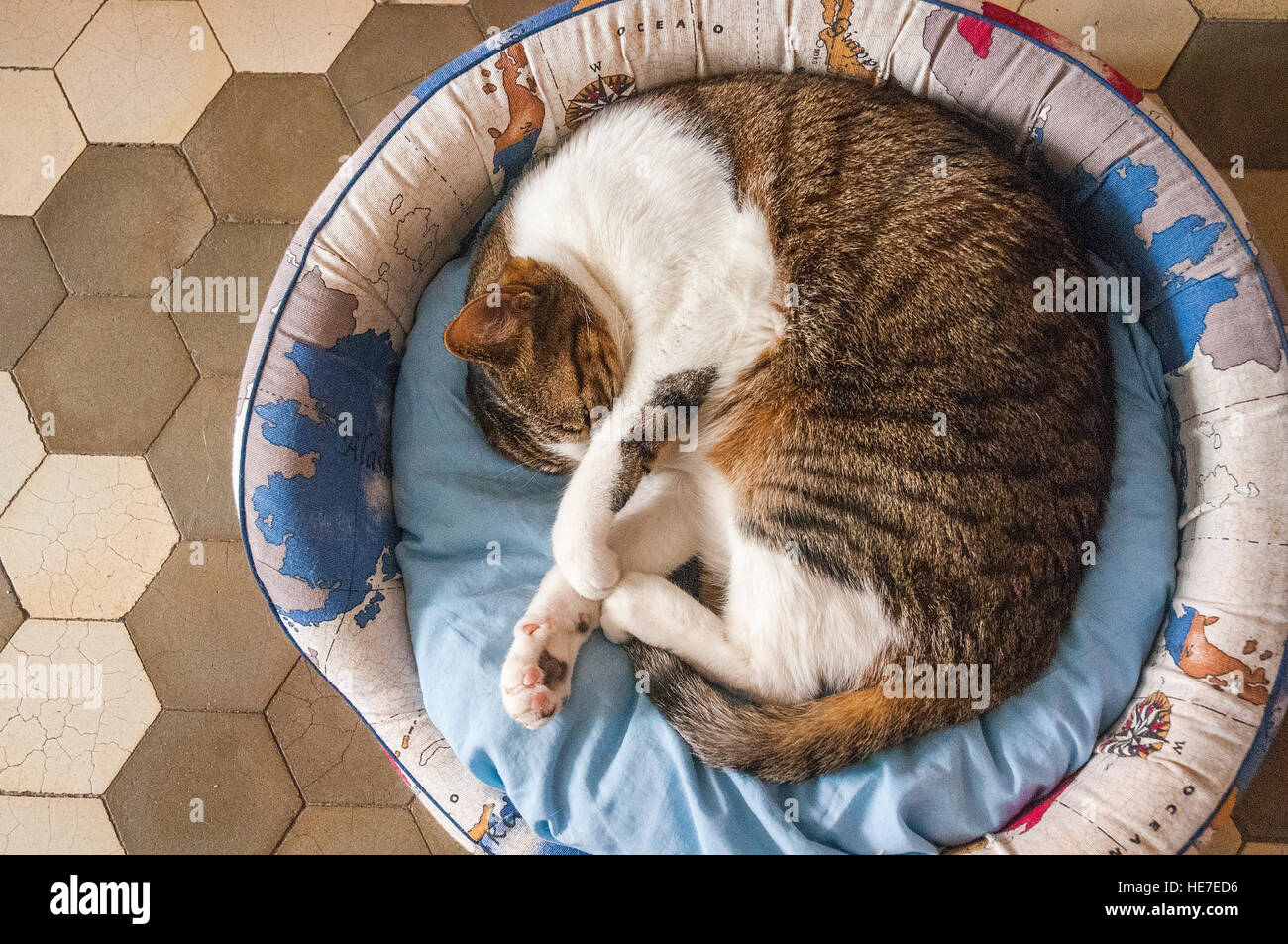 Tabby and white cat sleeping in his bed. Stock Photo
