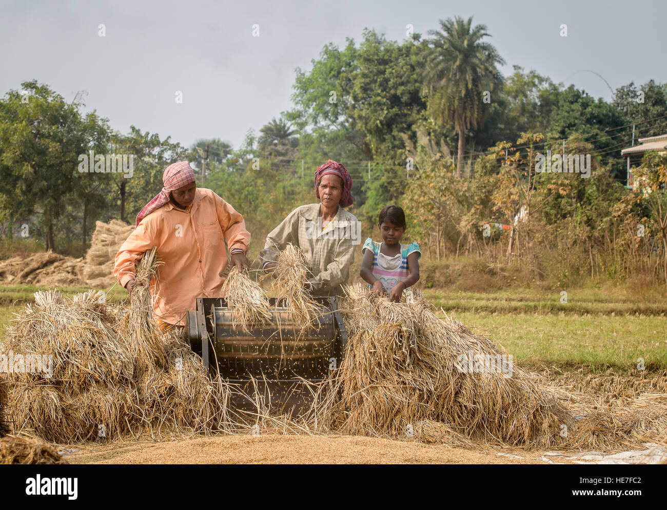 The villagers r hauling their harvested crops in the machine Stock