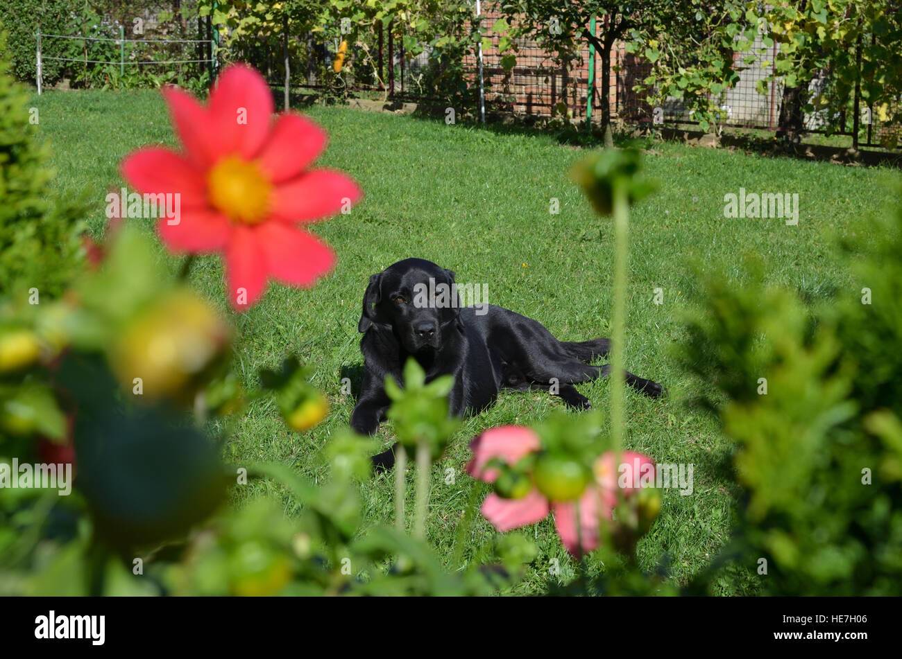 Adorable black dog lying on a green grass of beautiful garden Stock ...