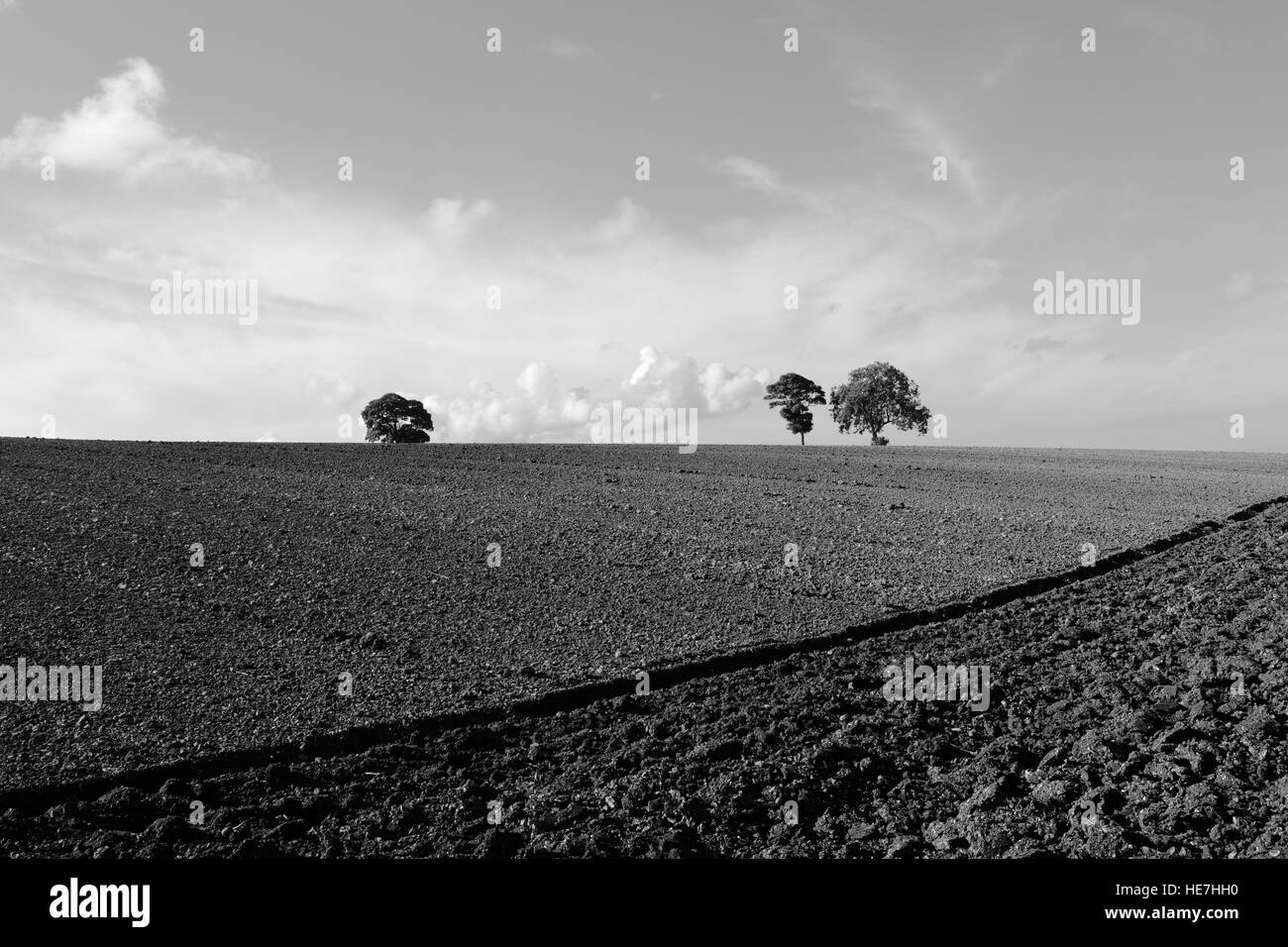 Monochrome English landscape with patterns and textures of autumn plow soil and hilltop trees in the Yorkshire wolds. Stock Photo