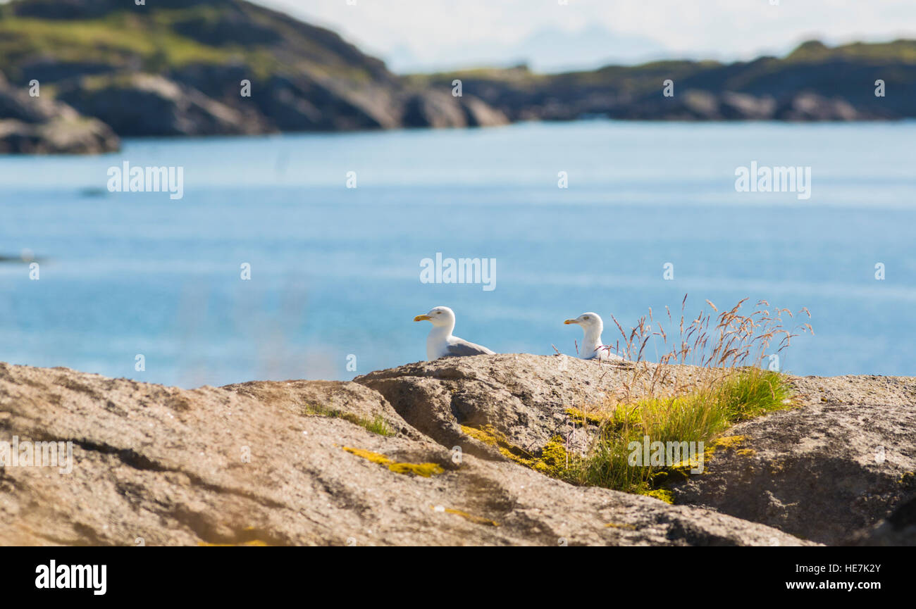 Two European herring gulls sitting on a rock, Braastad, Lofoten Islands, Norway Stock Photo