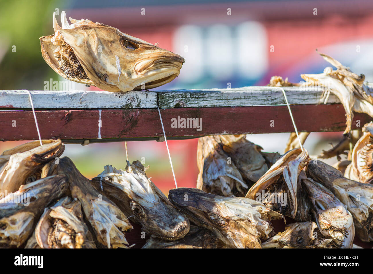 Dried fish head, Nusfjord, Lofoten Islands, Norway Stock Photo Alamy