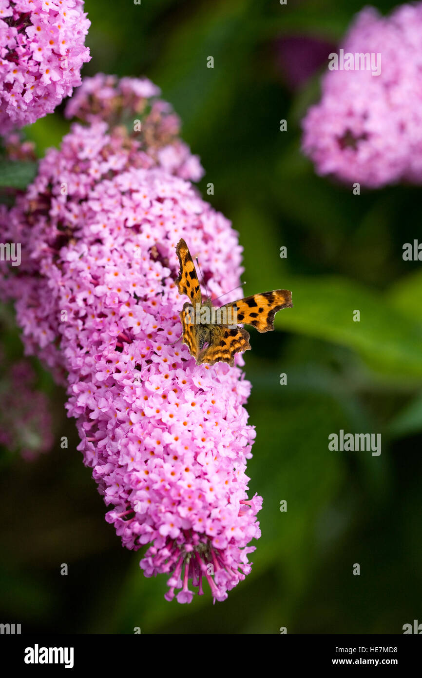 Buddleja x pikei 'Pink Delight'. Comma butterfly on Buddlehia flower. Stock Photo