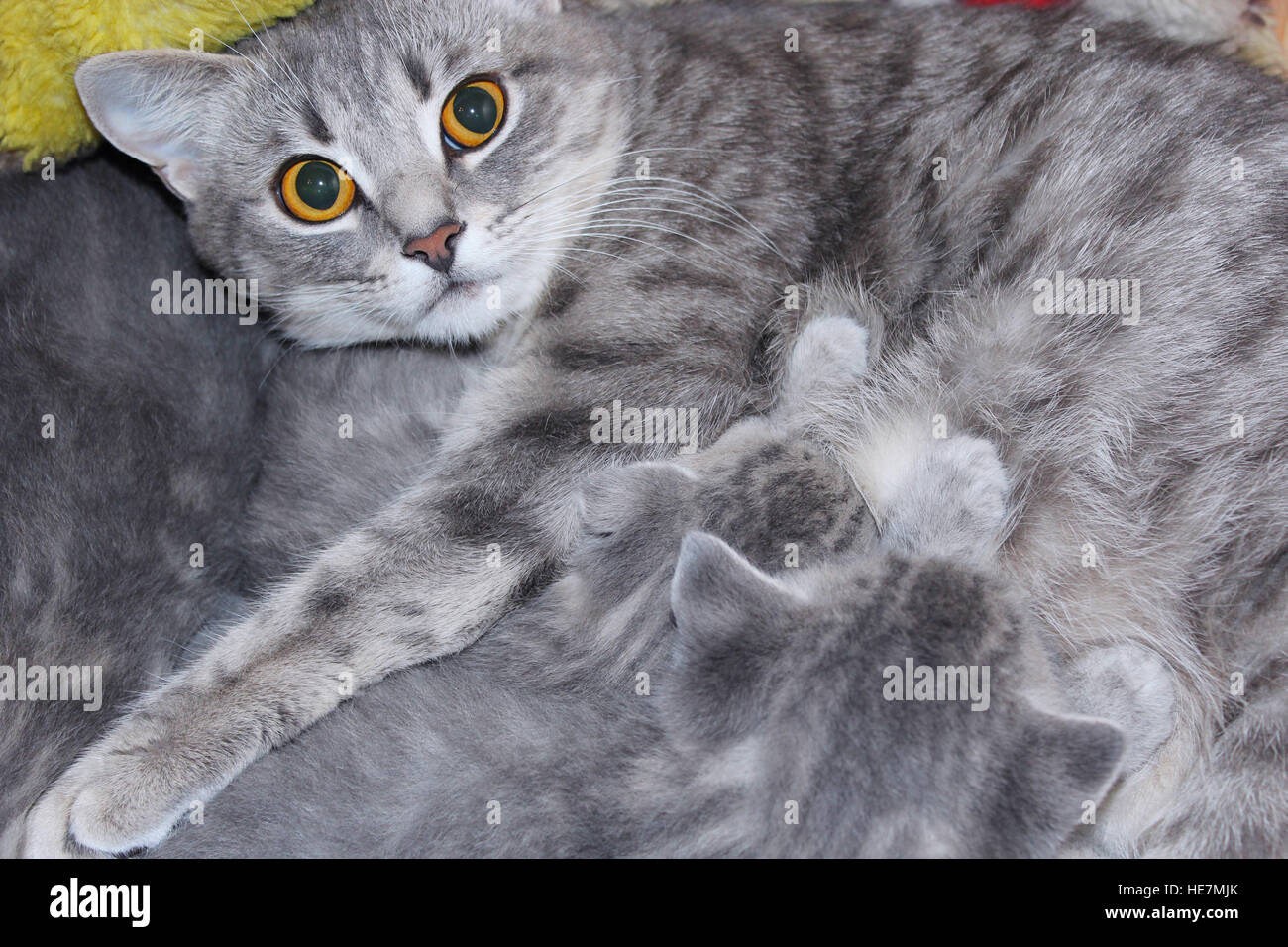 newborn kittens of Scottish Straight with their mother Stock Photo