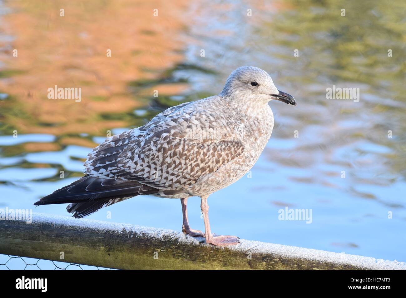 Juvenile Herring Gull Hi res Stock Photography And Images Alamy Juvenile Herring Gull Hi res Stock Photography And Images Alamy
