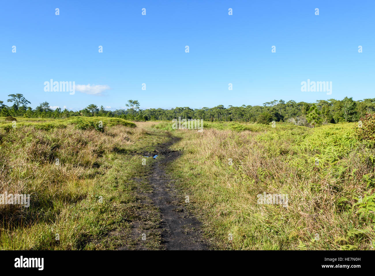 pathway in the green forest field and blue sky Stock Photo