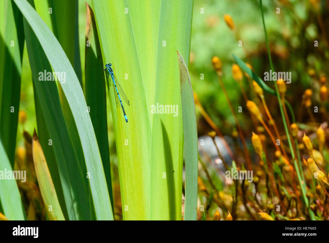 Azure Damselfly (male), Coenagrion puella Stock Photo - Alamy