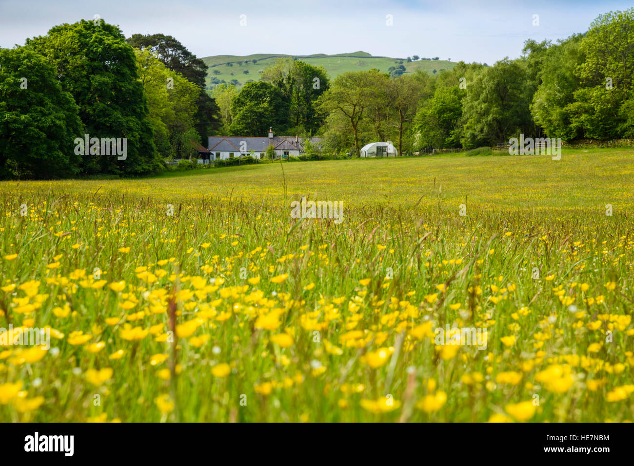 Wildflower meadow, Fleet Valley National Scenic Area, Gatehouse of Fleet, Dumfries & Galloway, Scotland Stock Photo