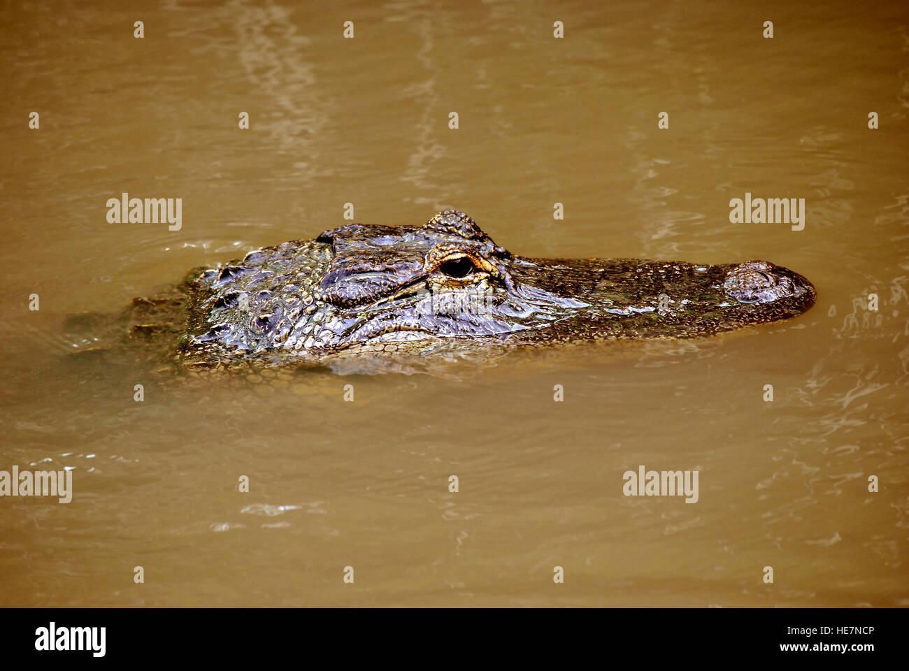American alligator Latin name alligator mississippiensis Stock Photo