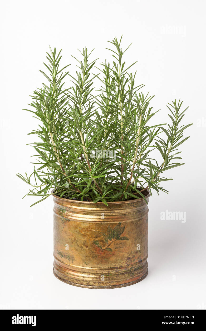 Fresh rosemary plants growing in a antique copper pot, isolated on white. Stock Photo