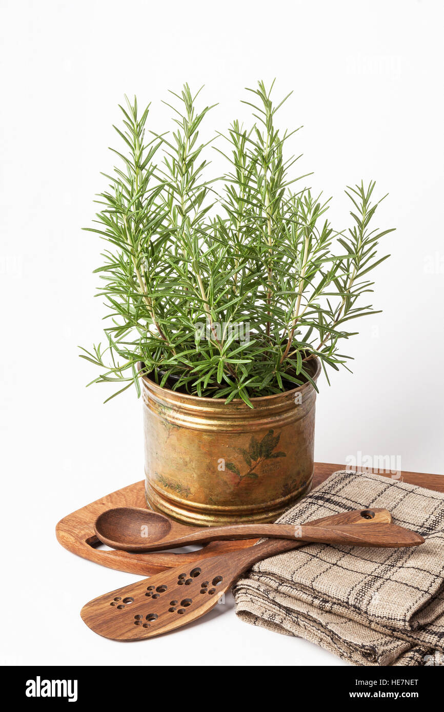 Fresh rosemary plants growing in a vintage copper pot, linen towels and wooden kitchen tools isolated on white. Stock Photo
