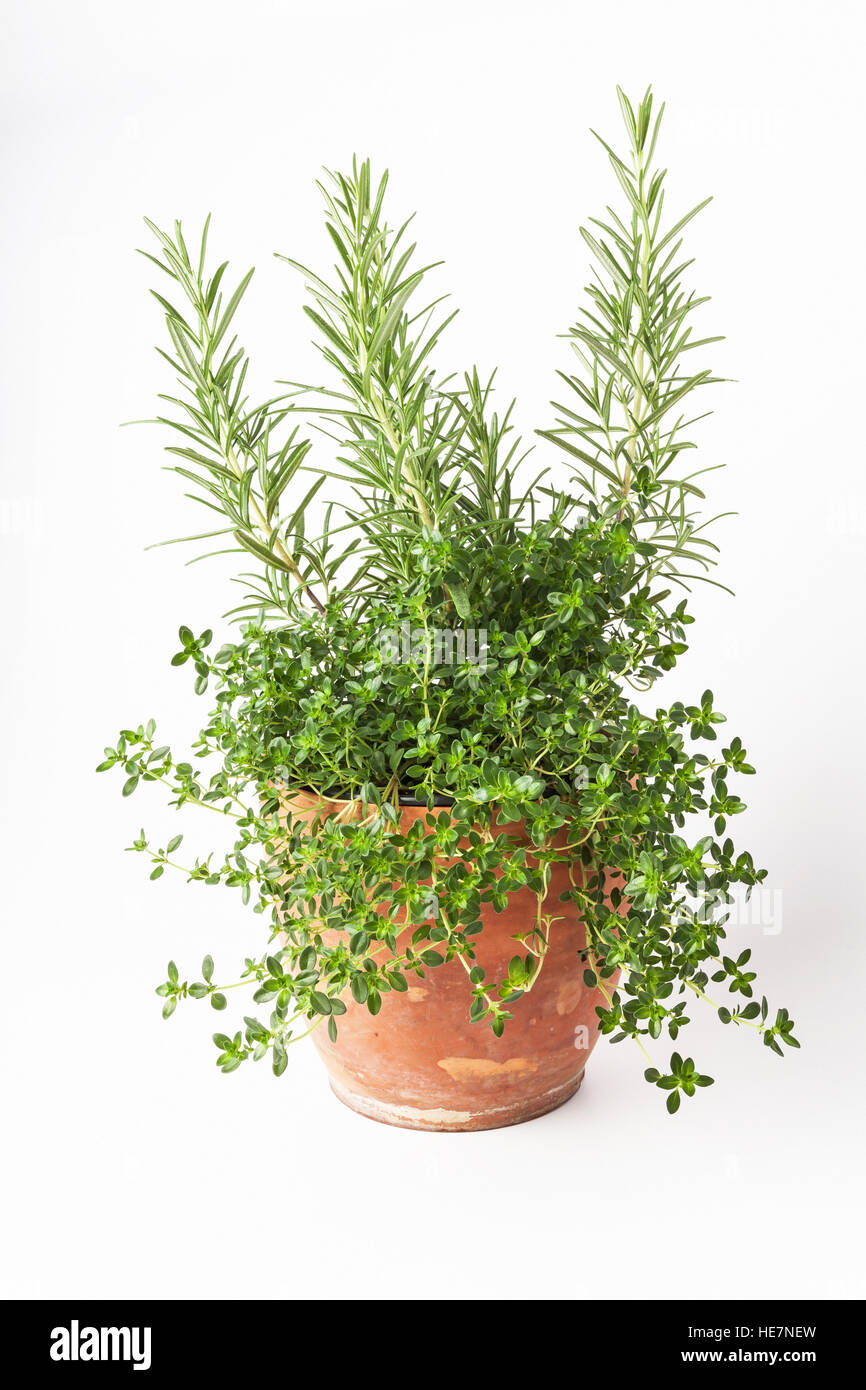 Fresh rosemary and thyme plants growing in a terracotta pot, isolated on white Stock Photo
