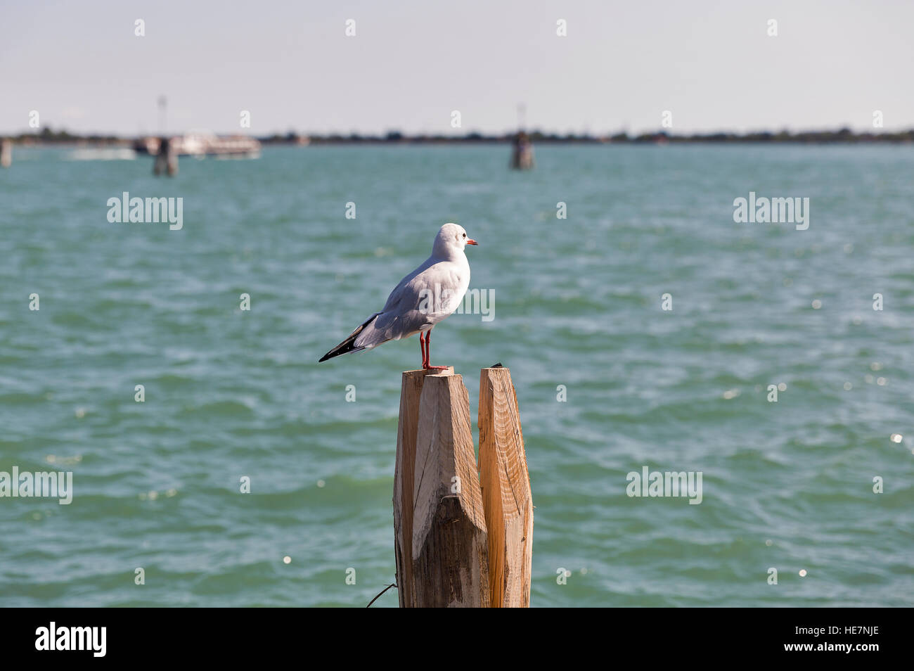 Seagull standing atop on wooden pile for navigation in Venice canal, Veneto, Italy. Stock Photo