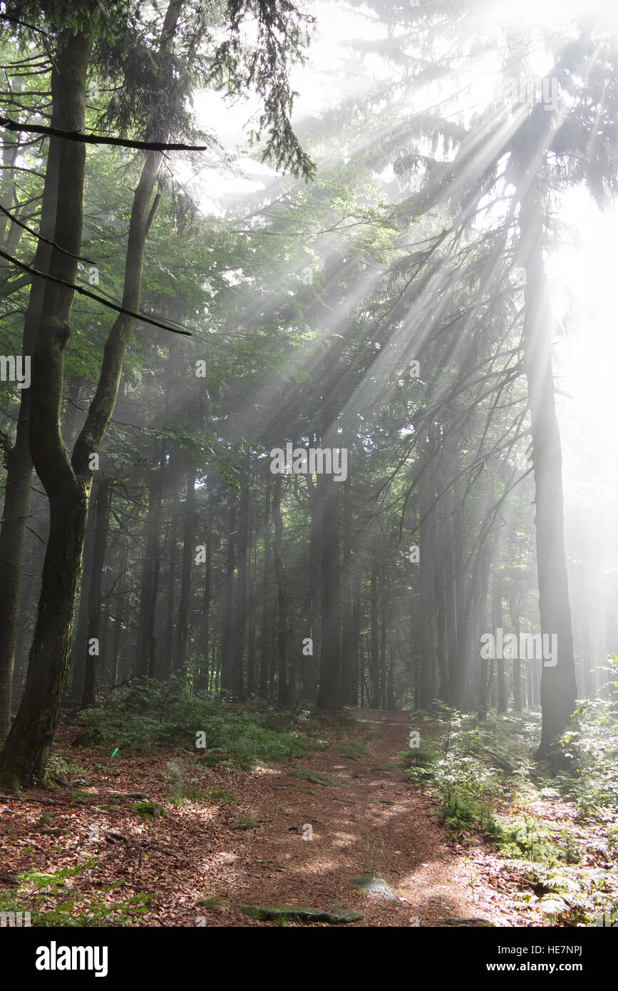 Early morning in the mixed forest - sun rays Stock Photo