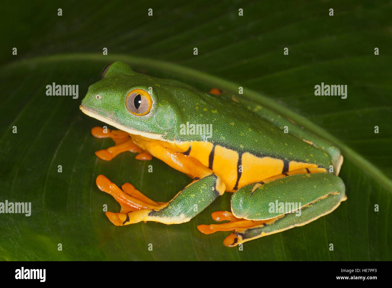 Golden-eyed Leaf Frog (Cruziohyla calcarifer) on a leaf in a tropical garden Stock Photo