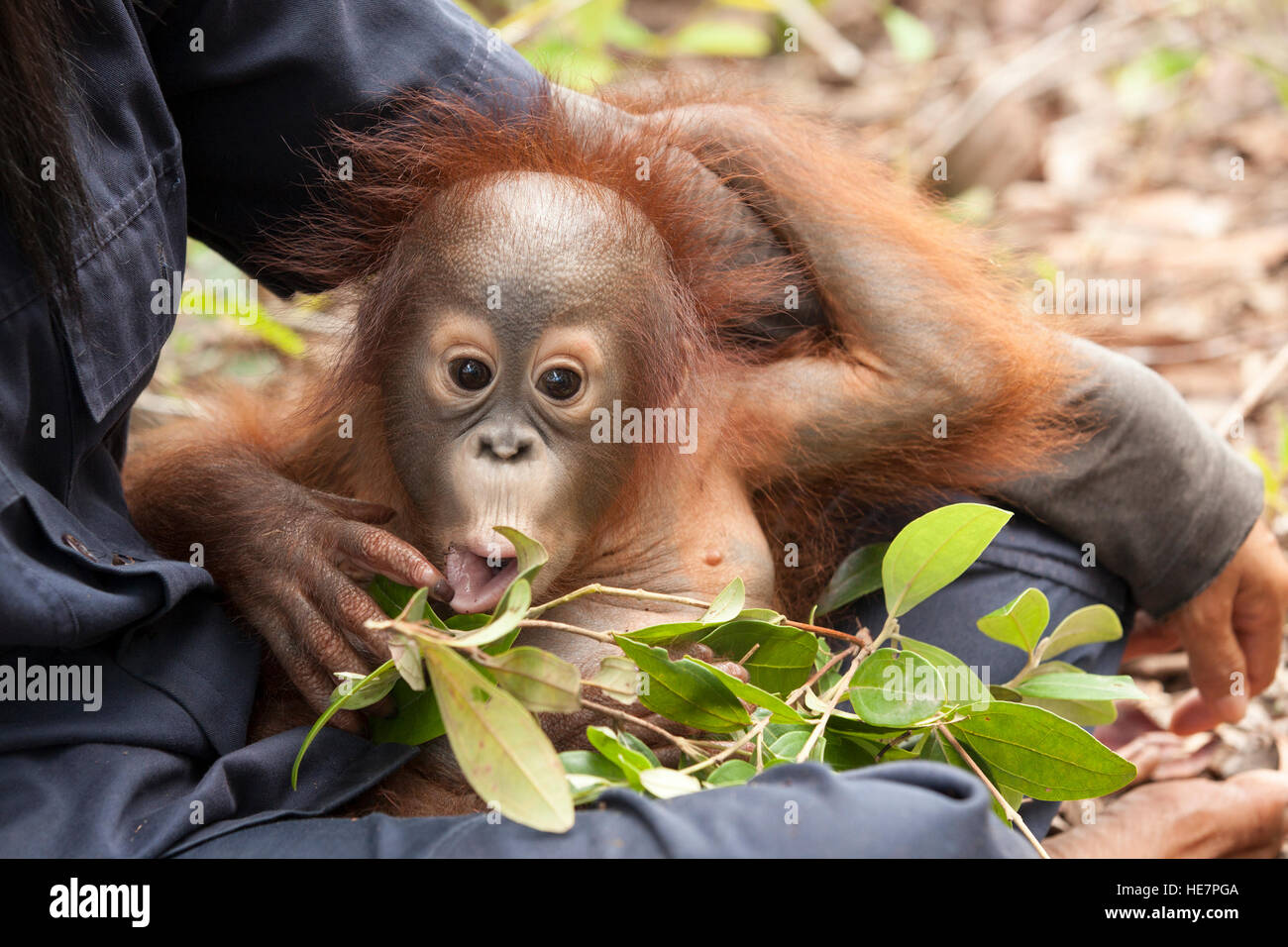 Curious baby orphan orangutan on caretaker's lap playing with leaves in forest training session to prepare for eventual release into the wild, Borneo Stock Photo