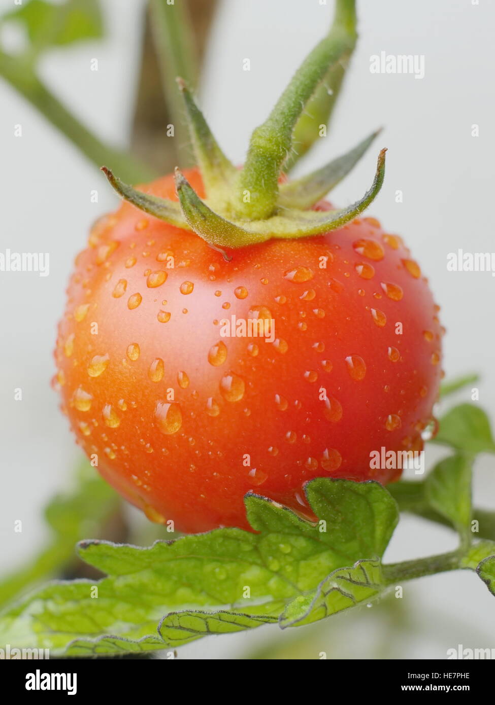 tomato plant Stock Photo