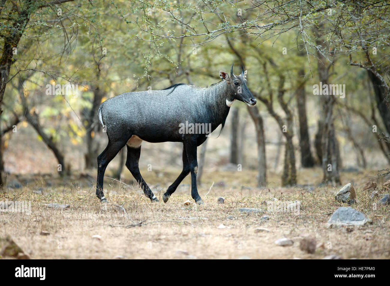 The nilgai or blue bull is the largest Asian antelope in the natural