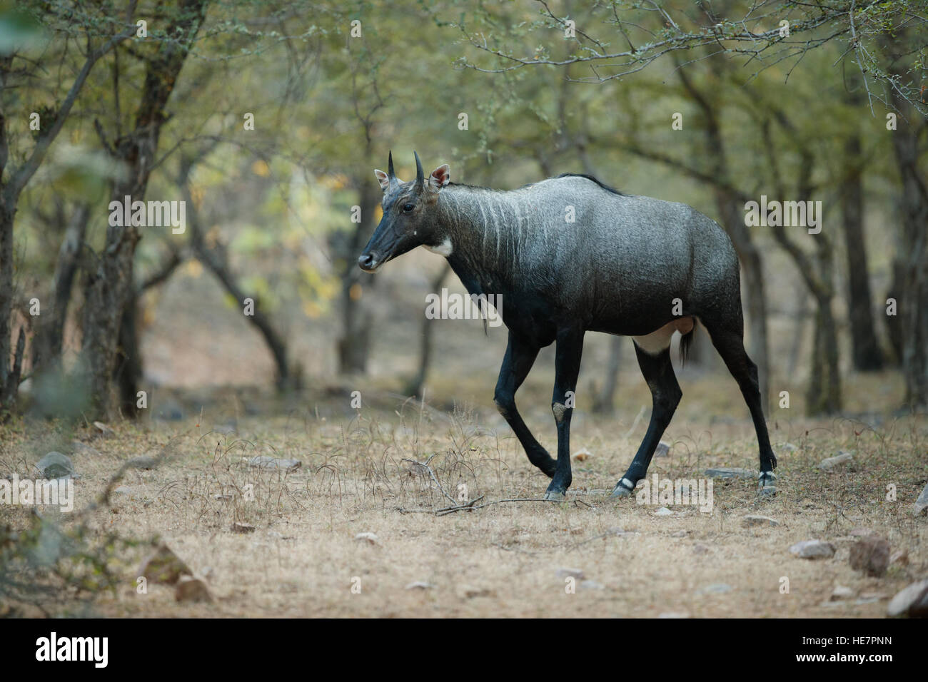 The nilgai or blue bull is the largest Asian antelope in the natural  habitat Stock Photo - Alamy