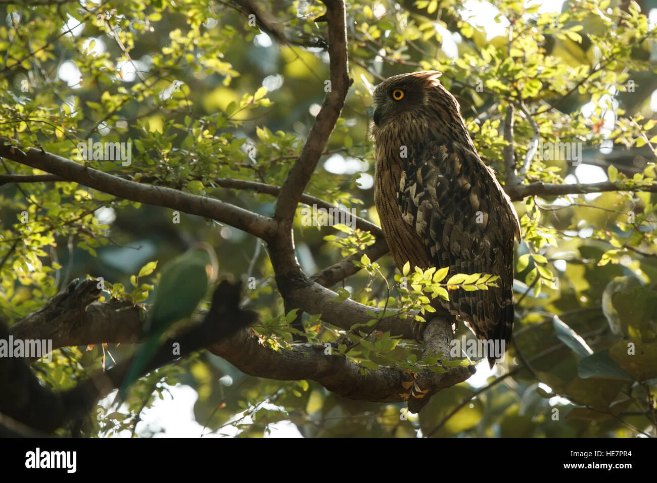 Fish owl sitting on the branch in the green tropic forest. The brown fish owl is a species of owl that is part of the family kno Stock Photo