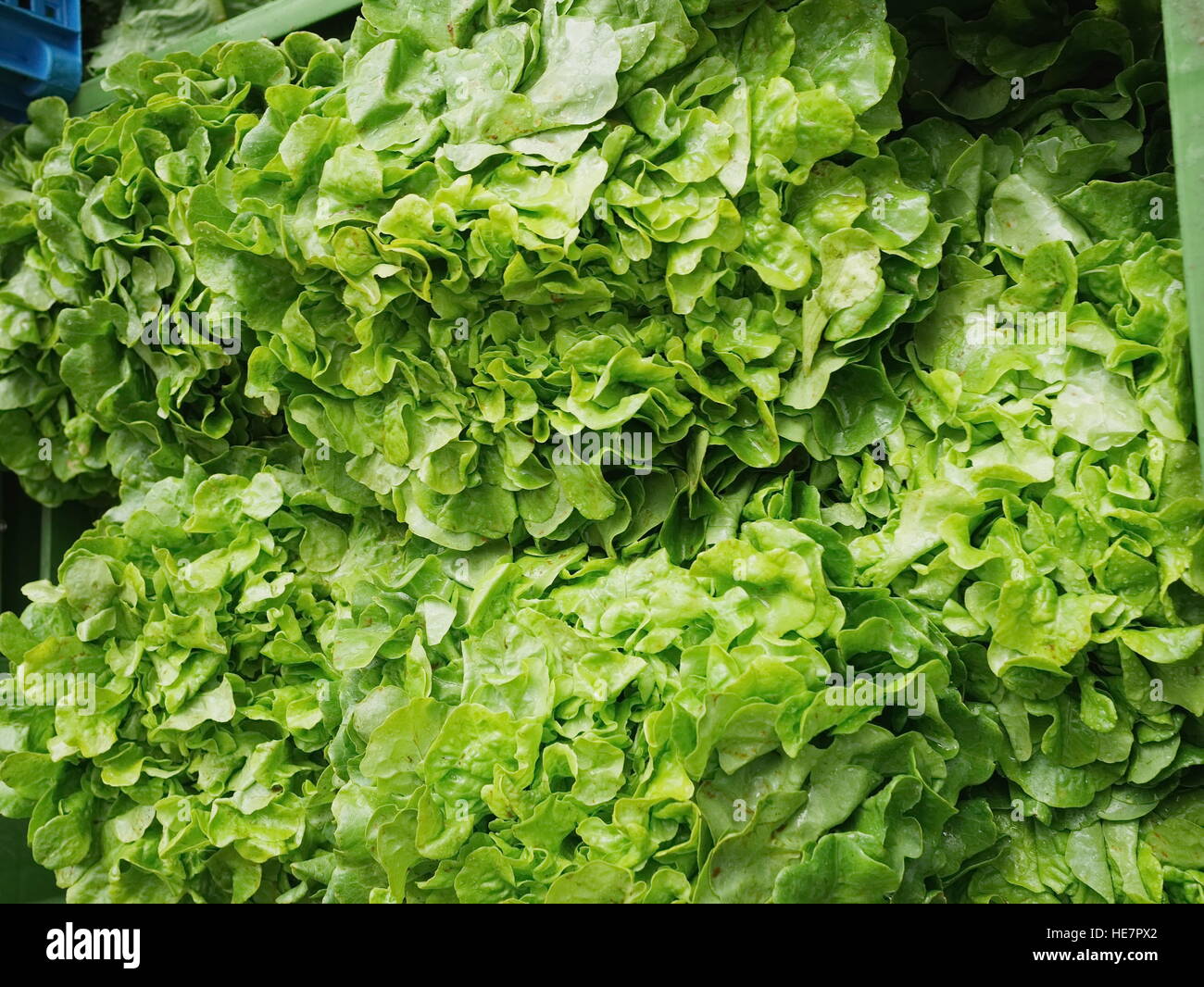 green salad organic market Stock Photo