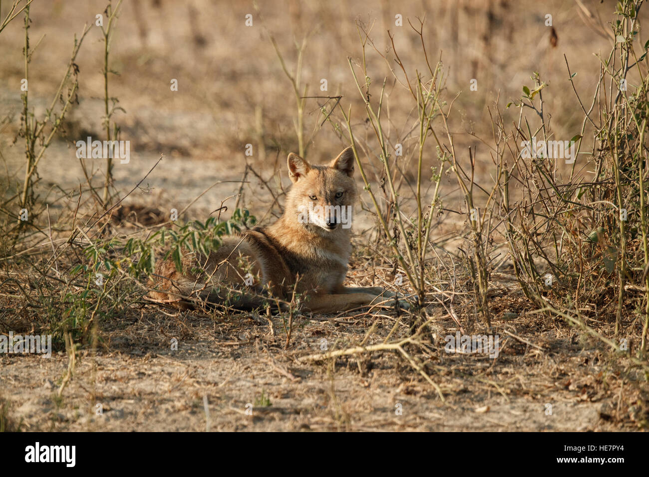 Indian jackals, Canis aureus indicus. Jackals on dusty in colorful morning light, staring directly at camera. Keoladeo National Stock Photo
