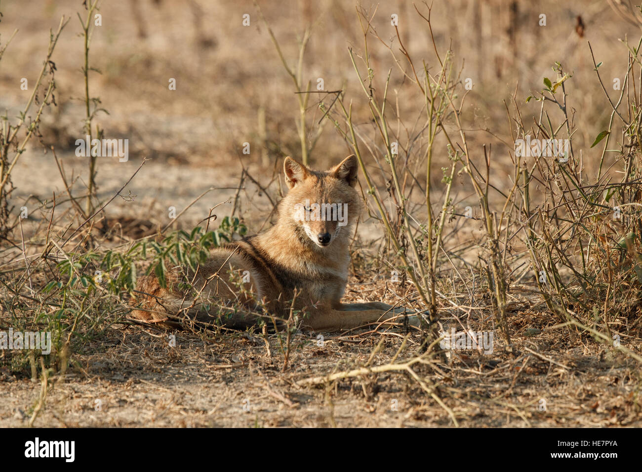 Indian jackals, Canis aureus indicus. Jackals on dusty in colorful morning light, staring directly at camera. Keoladeo National Stock Photo