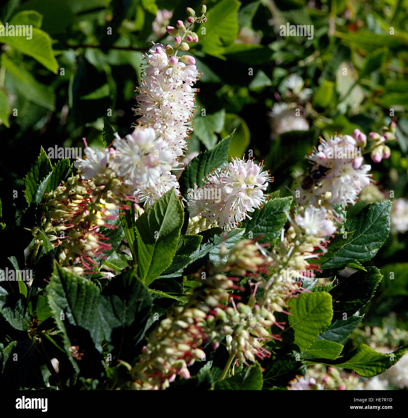 Summersweet, Clethra alnifolia 'Pink Spire' Stock Photo