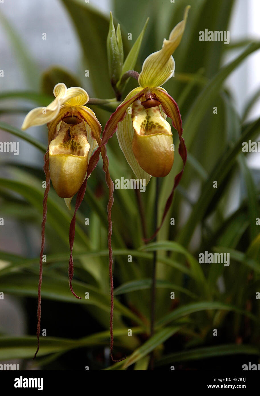 Phragmipedium bormaniana,phrag, orchid , PL Fields Stock Photo