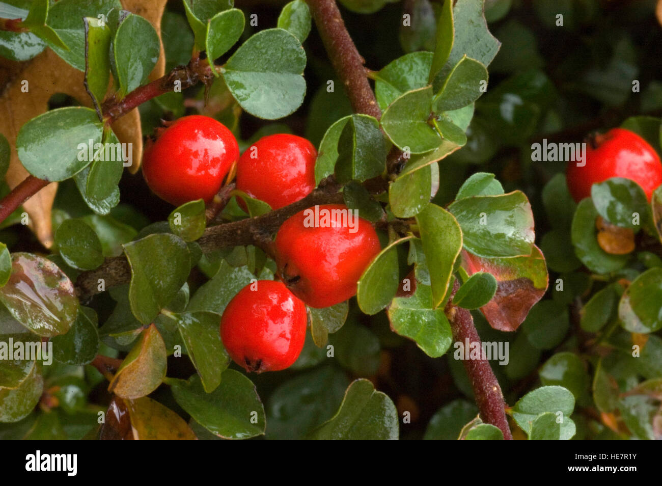 COTONEASTER APICULATUS  ' TOM THUMB'  with  red berries Stock Photo