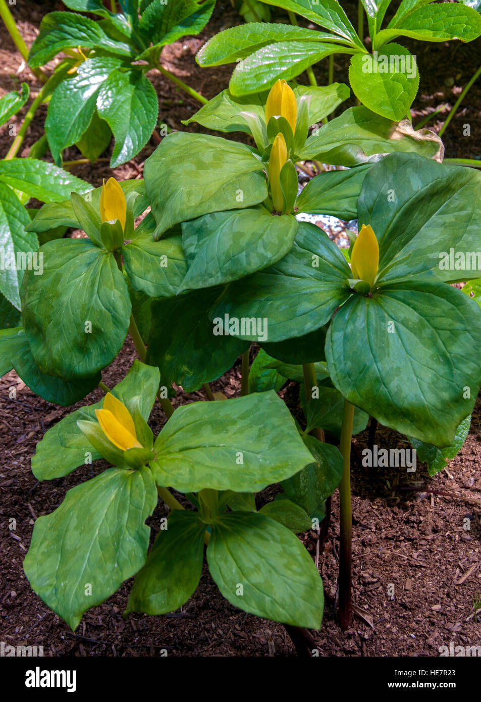 Trillium luteum,Lemon Trillium; Yellow Trillium Stock Photo