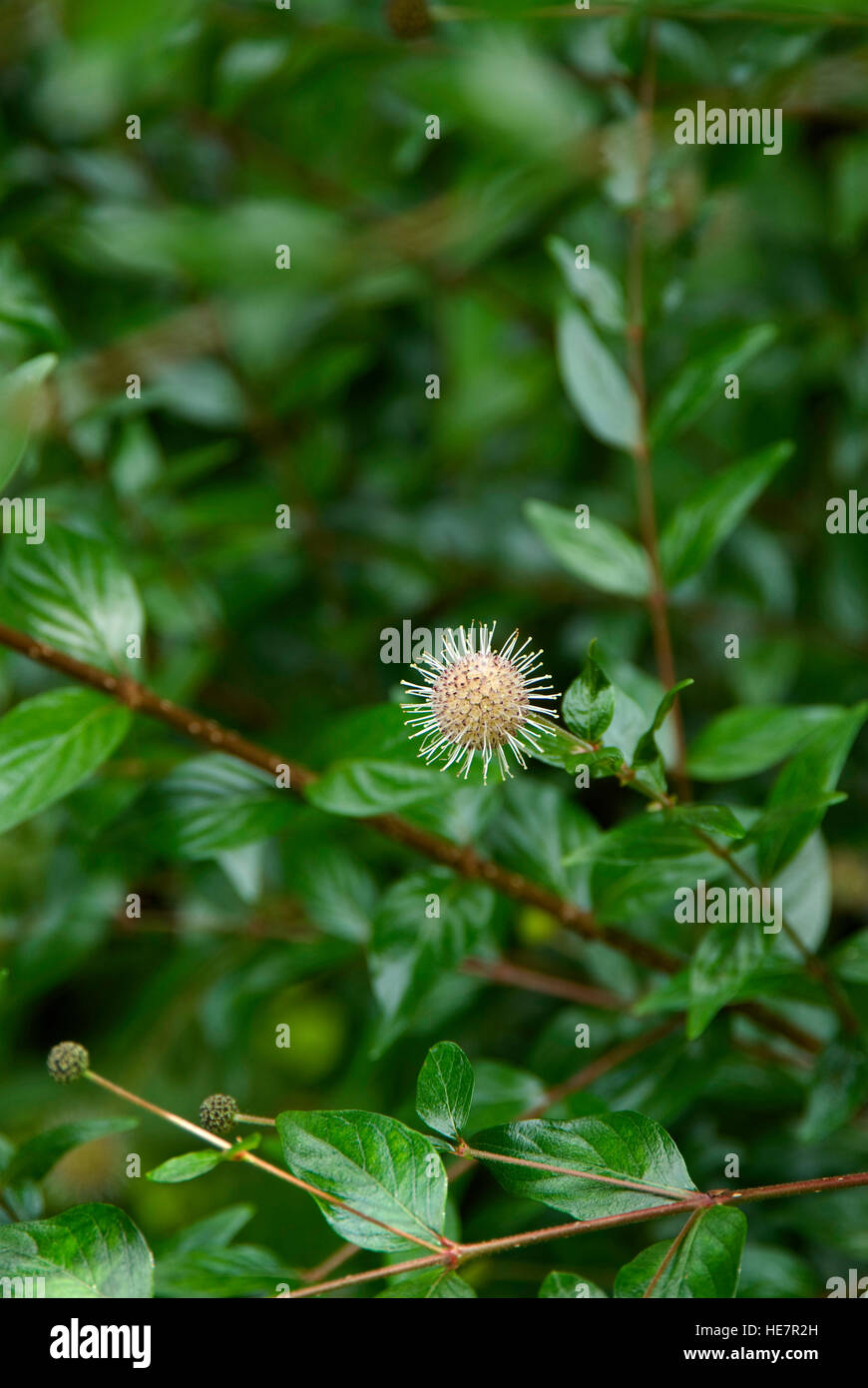 Cephalanthus occidentalis Button bush Stock Photo - Alamy